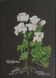 Schafgarbe Achillea millefolium